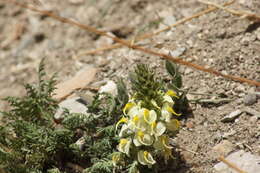 Image of Pedicularis scolopax Maxim.