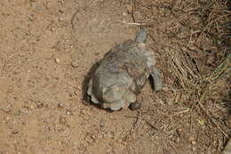 Image of Home's Hinge-back Tortoise