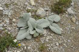 Image of Berardia lanuginosa (Lam.) Fiori & Paol.