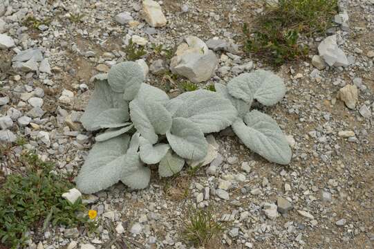 Image of Berardia lanuginosa (Lam.) Fiori & Paol.