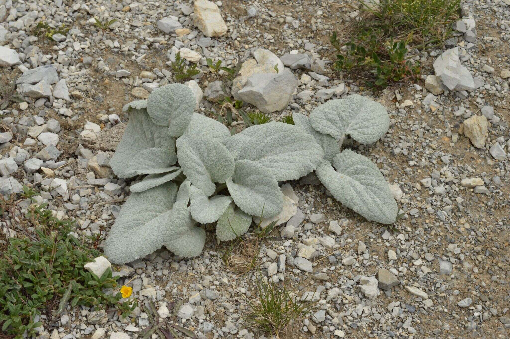 Image of Berardia lanuginosa (Lam.) Fiori & Paol.