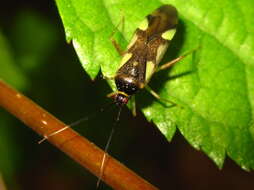 Слика од Loristes decoratus (Reuter 1908)