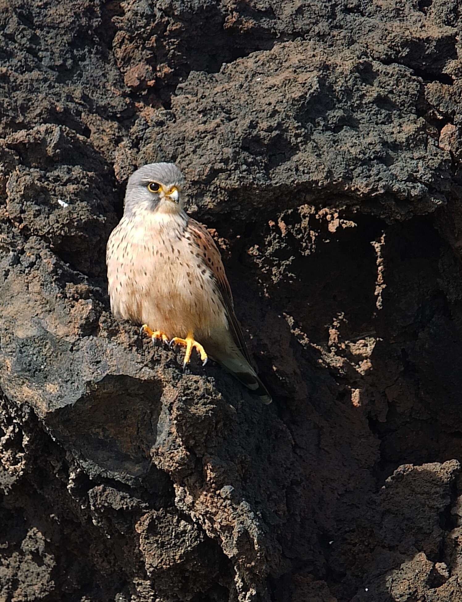 Falco tinnunculus dacotiae Hartert 1913 resmi