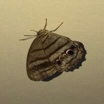 Image of Magneuptychia libye Linnaeus 1767