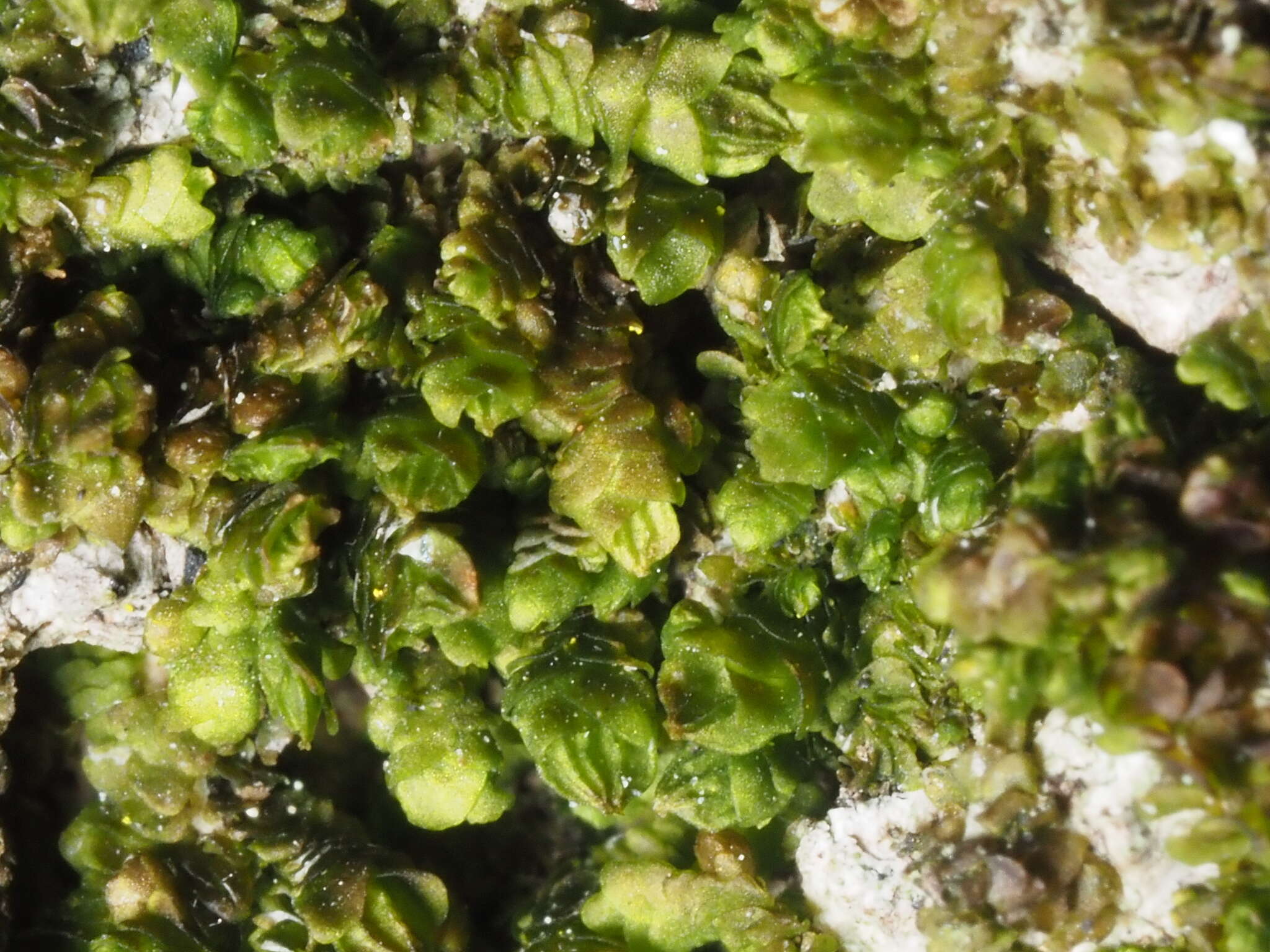 Image of Frullania catalinae A. Evans