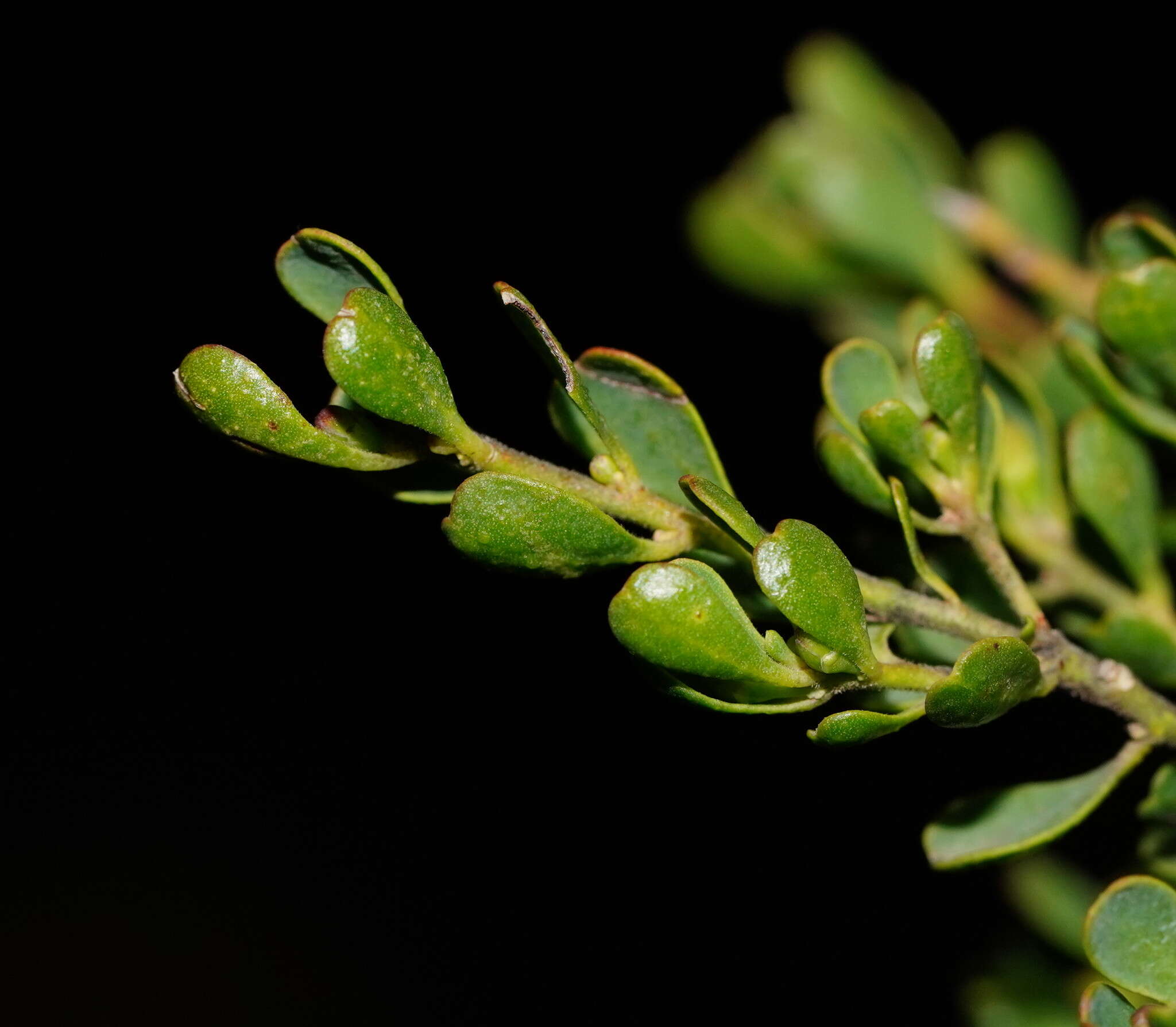 Image of Philotheca obovalis (A. Cunn.) Paul G. Wilson