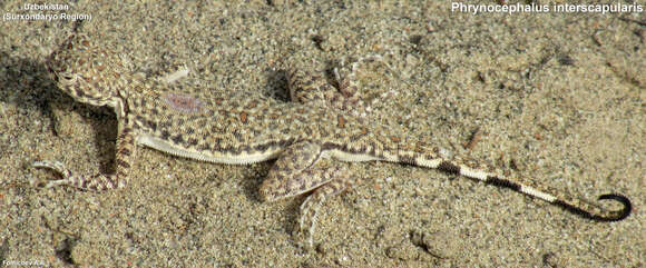 Image of Tajikistan Toadhead Agama