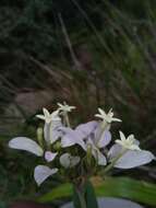 صورة Phyllopentas flava Razafim., Andriamih. & Kårehed