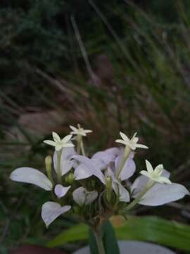 صورة Phyllopentas