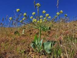 Image of barestem biscuitroot