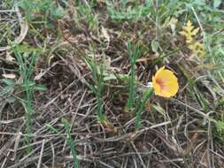 Image of Texas flax