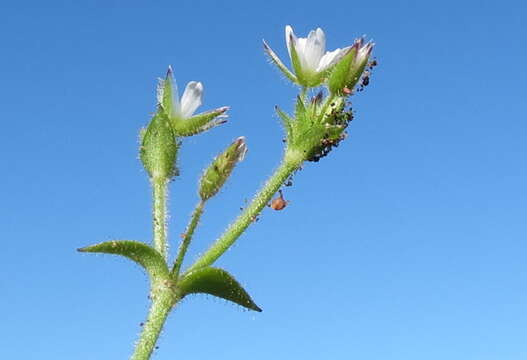 Plancia ëd Cerastium capense Sond.