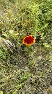 Image de Thelesperma burridgeanum (Regel, Korn. & Rach.) Blake