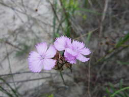 Image of Dianthus polymorphus Bieb.