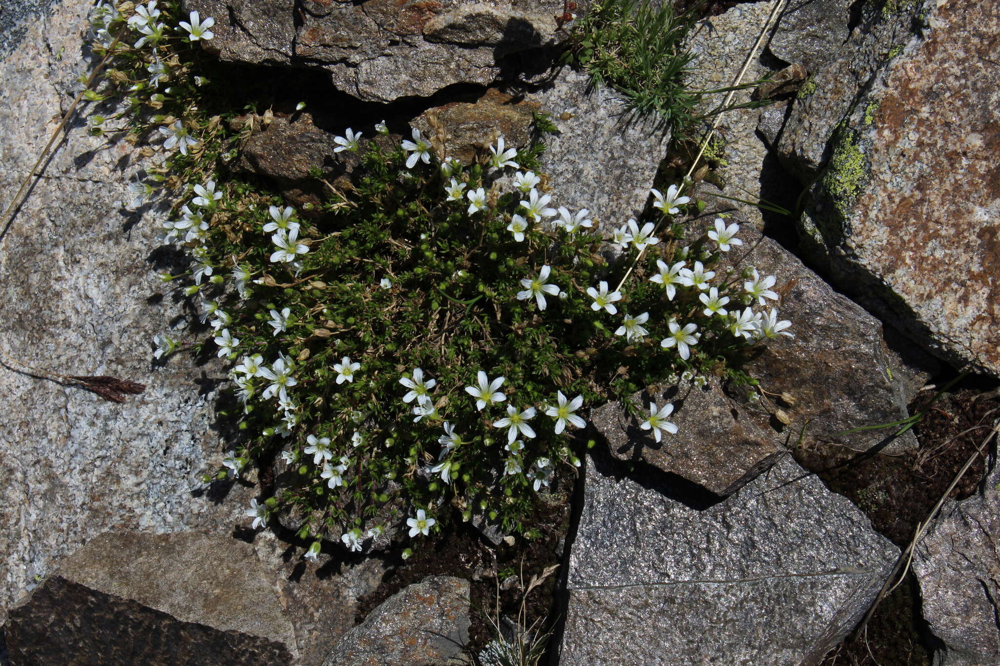 Image of Pseudocherleria imbricata (M. Bieb.) Dillenb. & Kadereit