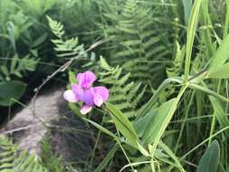 Слика од Lathyrus palustris L.