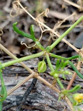 Image of Roepera angustifolia (H. Eichler) Beier & Thulin