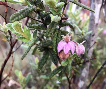 Image of Thomasia petalocalyx F. Müll.