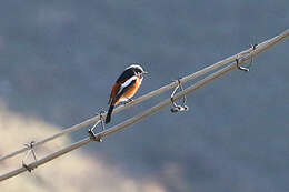 Image of White-throated Redstart