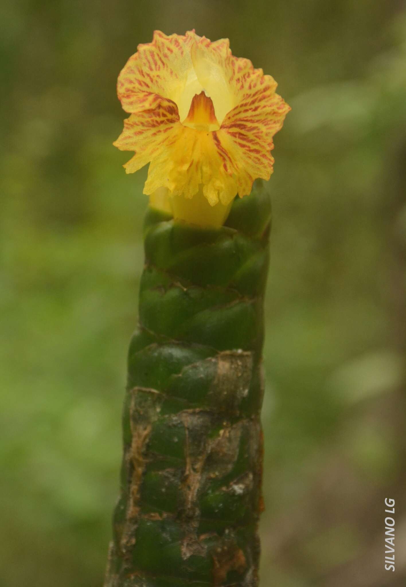 Image of Costus pictus D. Don