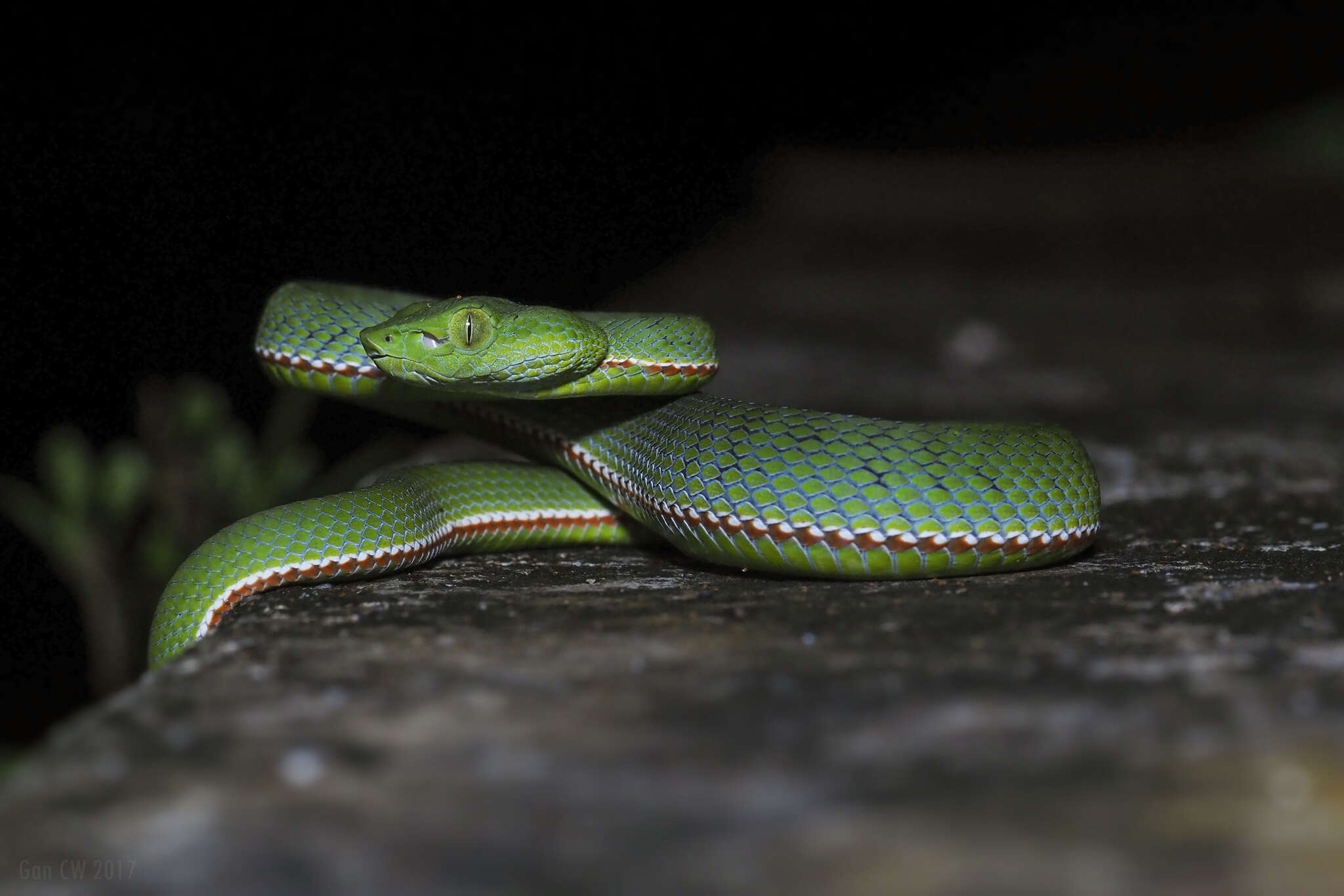 Sivun <i>Trimeresurus sabahi fucatus</i> kuva