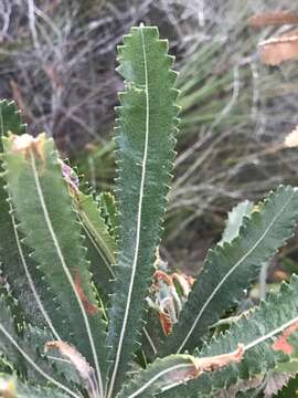 Image of Banksia aemula R. Br.