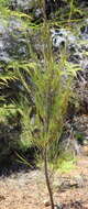 Image of Dracophyllum lessonianum A. Rich.