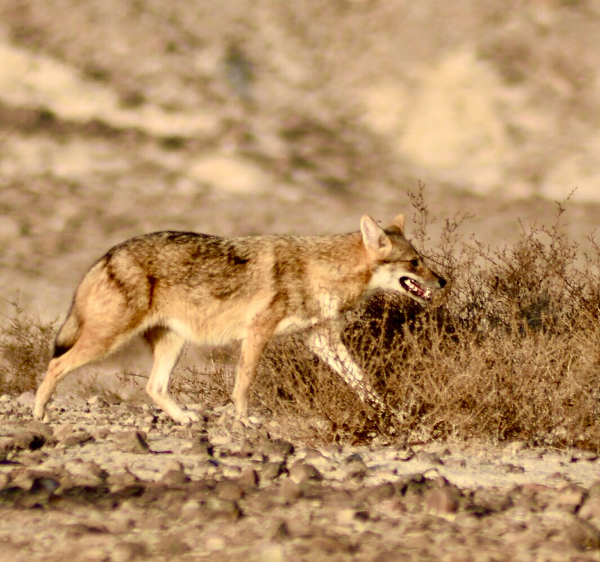 Image of Common jackal