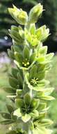 Image of False Green Hellebore