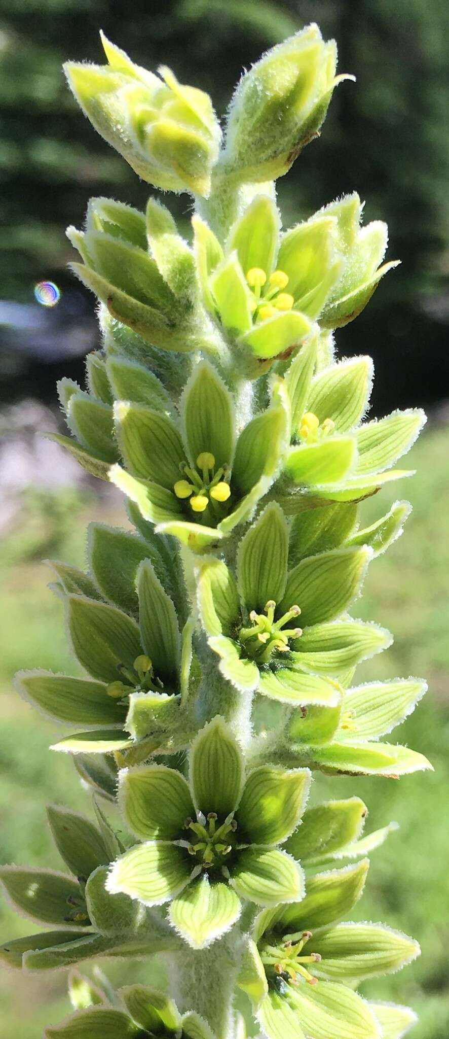 Image of Veratrum viride var. eschscholtzianum (Schult. & Schult. fil.) Breitung