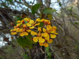 Image of Galphimia speciosa C. E. Anderson