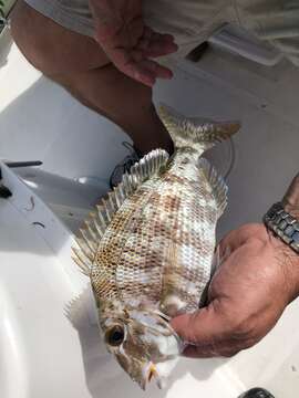 Image of Grass porgy