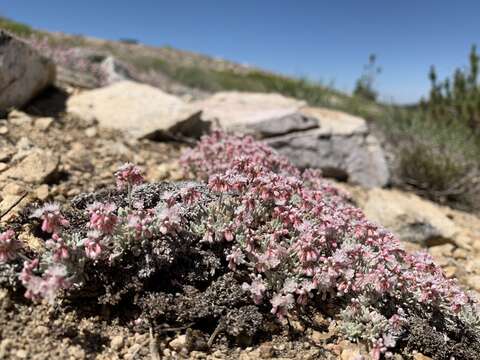 Image of southern alpine buckwheat