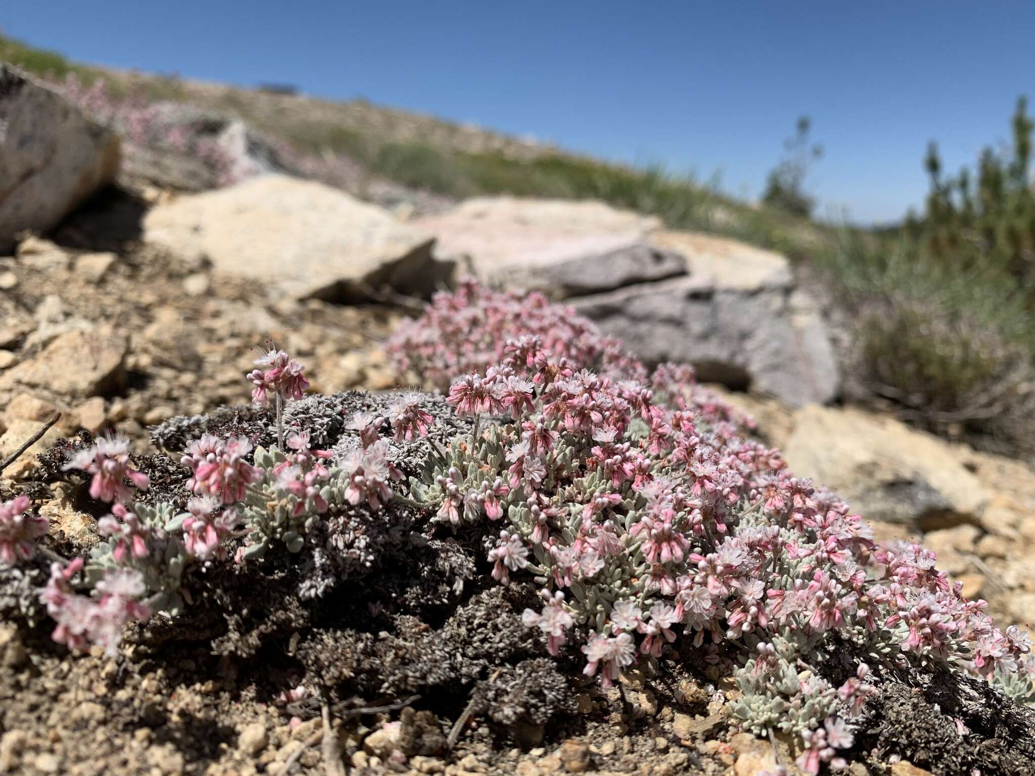 Eriogonum kennedyi var. alpigenum (Munz & I M. Johnst.) Munz & I M. Johnst. resmi