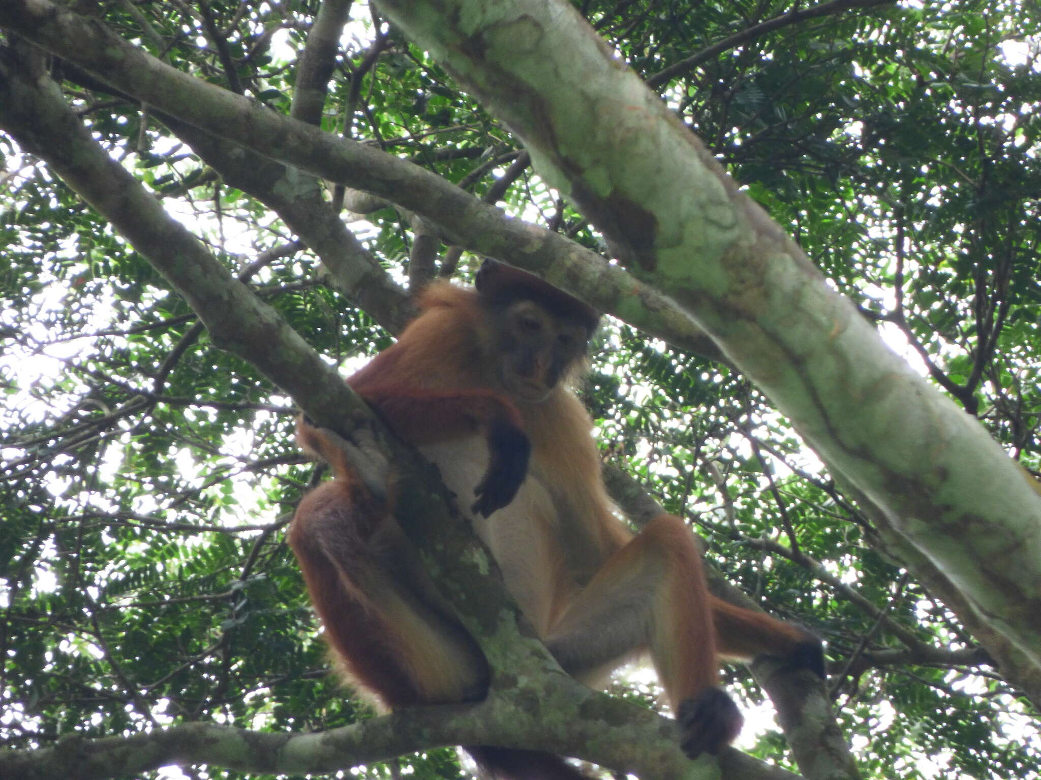 Piliocolobus tholloni A. Milne-Edwards 1886 resmi