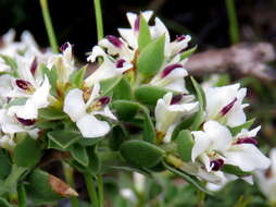 Image of Amphithalea micrantha (E. Mey.) Walp.