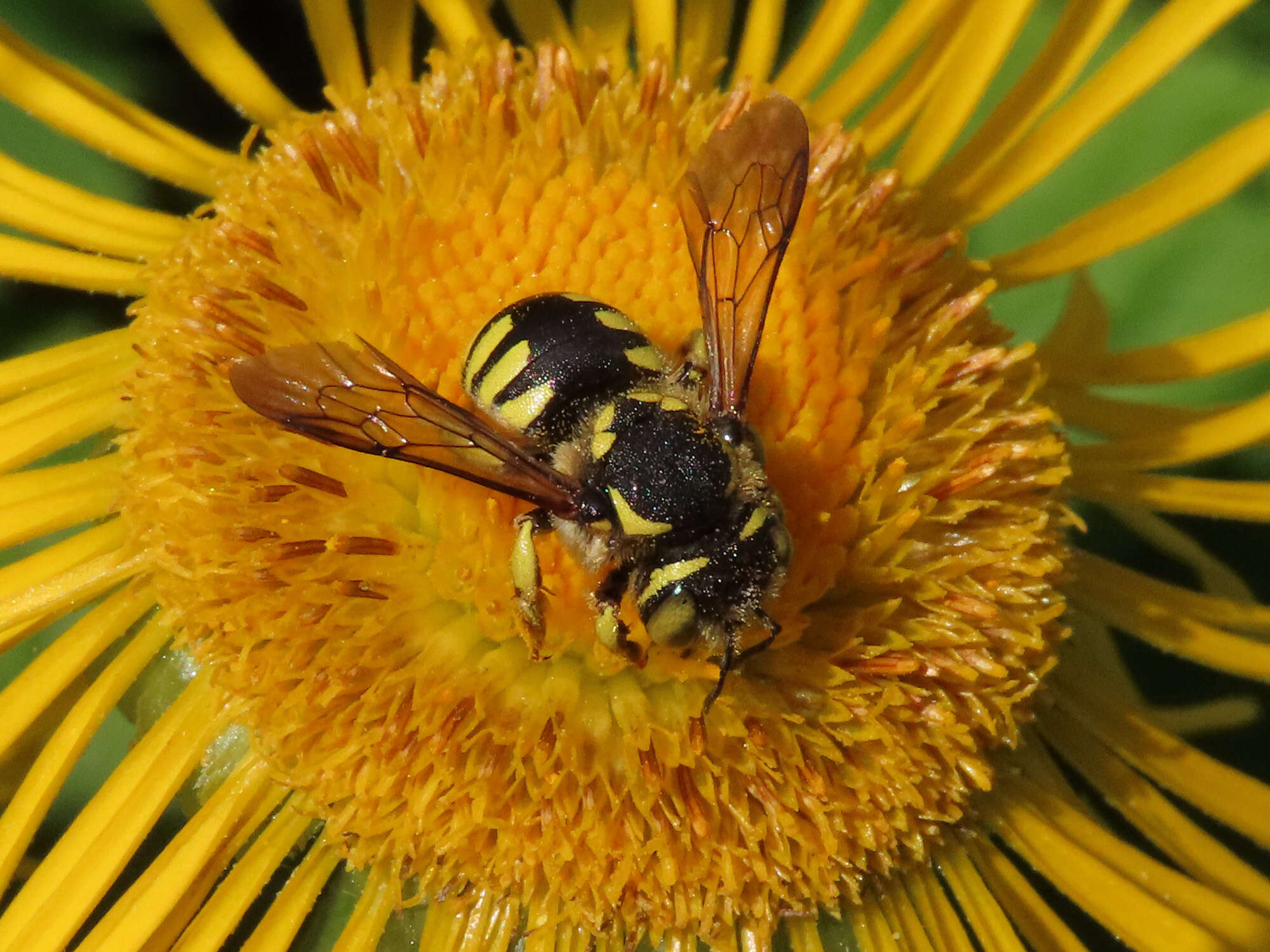 Image de Anthidium florentinum (Fabricius 1775)