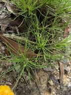 Слика од Leucochrysum graminifolium (P. G. Wilson) P. G. Wilson