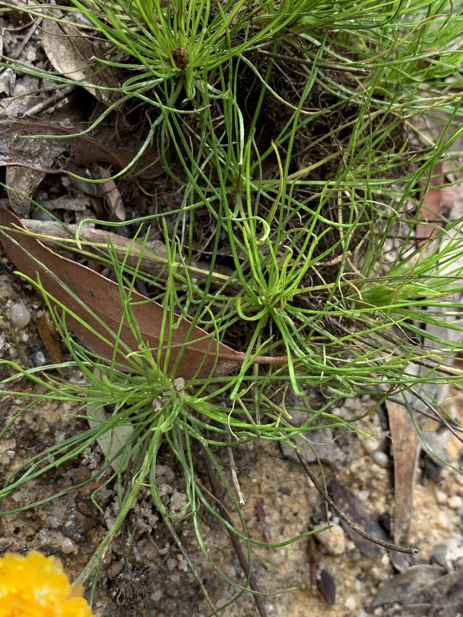 Слика од Leucochrysum graminifolium (P. G. Wilson) P. G. Wilson