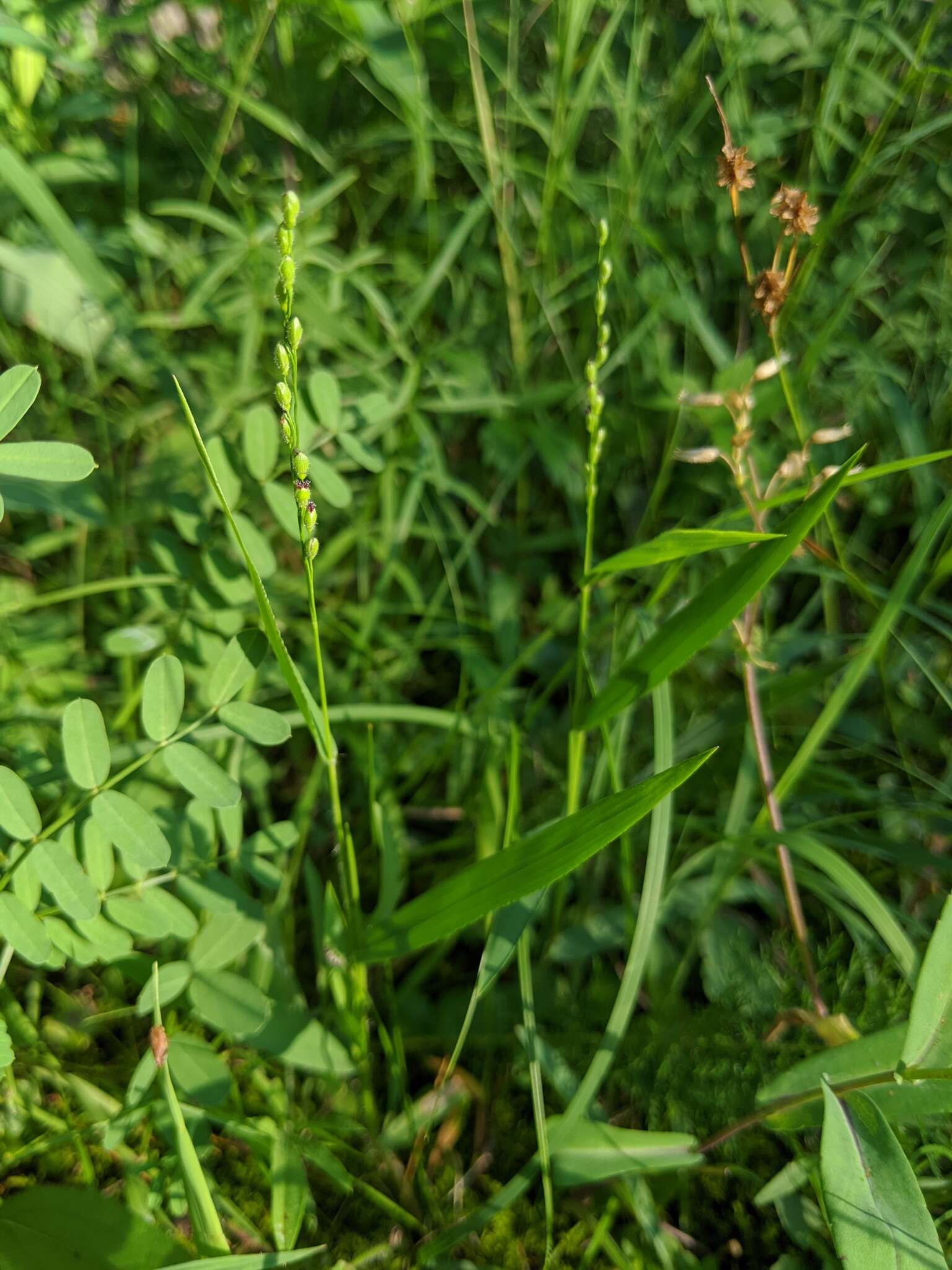 Panicum xanthophysum A. Gray的圖片