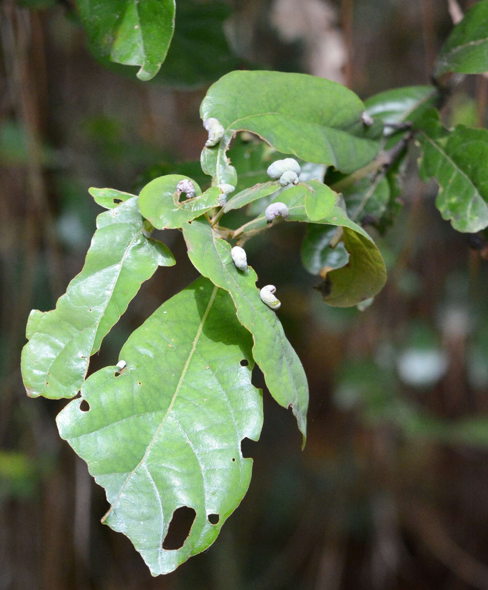 Image of Trioza magnoliae (Ashmead 1881)