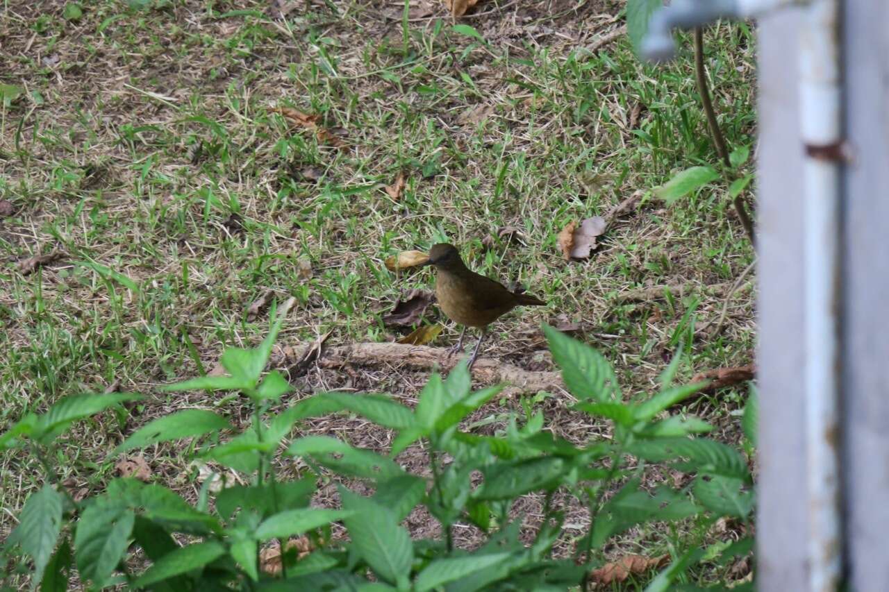 Image of Cocoa Thrush