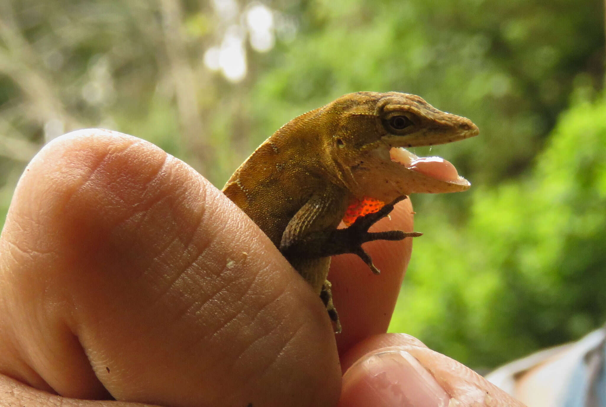 Image of Anolis rubribarbaris (Köhler, Mccranie & Wilson 1999)