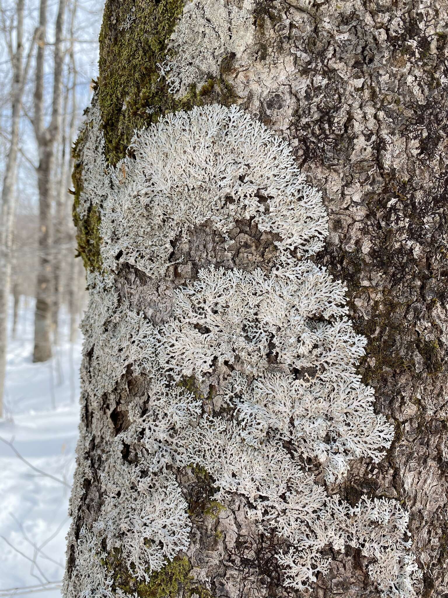 Image of Heterodermia speciosa (Wulfen) Trevis.