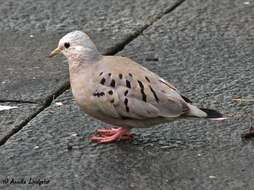 Image of Ecuadorian Ground Dove