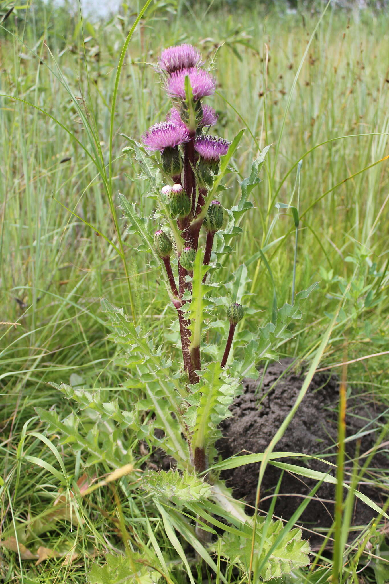 Imagem de Cirsium esculentum (Siev.) C. A. Mey.