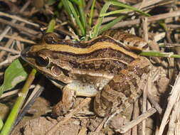 Image of rufous frog