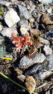 Image of hairy stonecrop