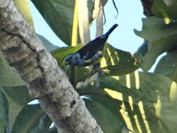 Image of Turquoise Tanager