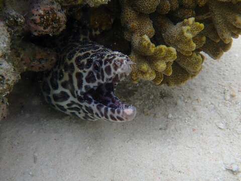 Image of Spotted moray